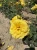 roza-pnaca-zolta2-floravi.pl