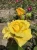 roza-pnaca-zolta1-floravi.pl