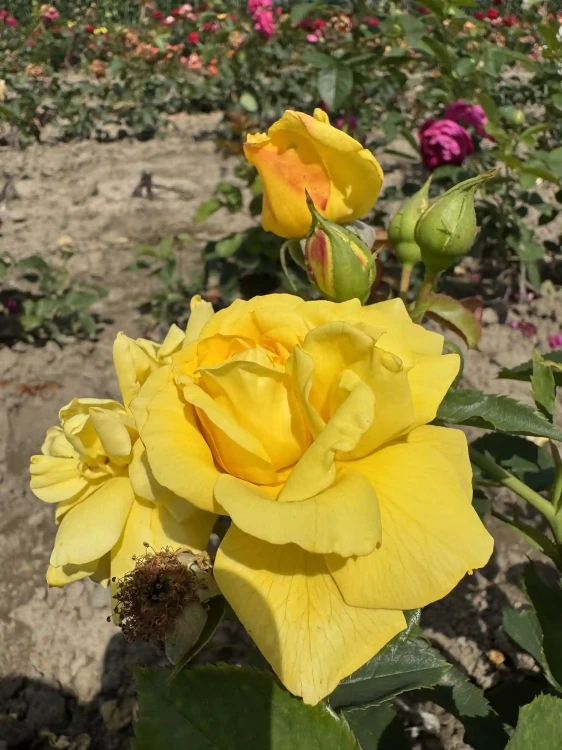 roza-pnaca-zolta1-floravi.pl