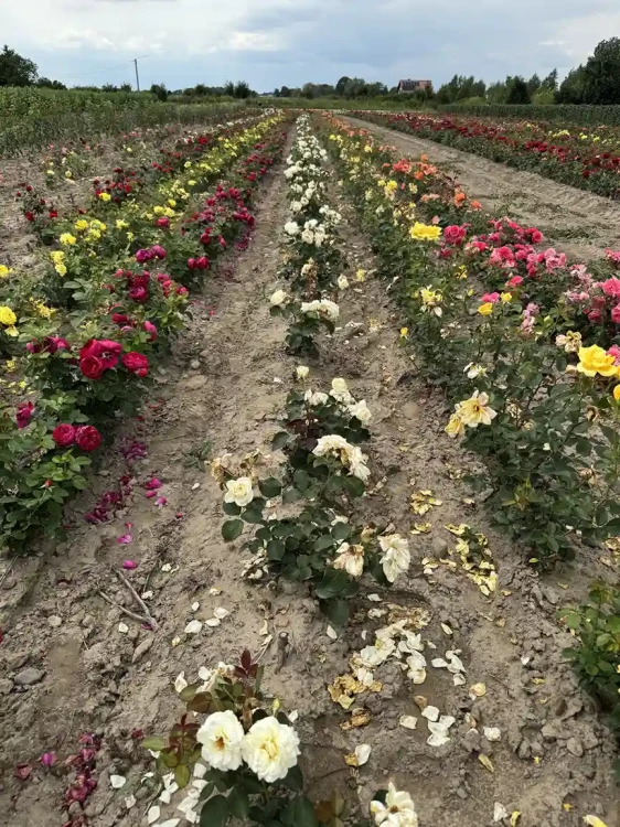 roza-pnaca-kremowobiala3-floravi.pl