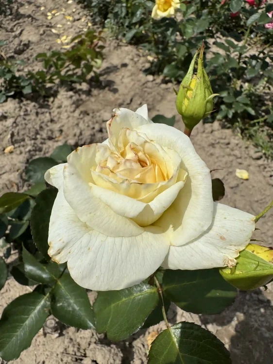 roza-pnaca-kremowobiala2-floravi.pl