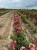 roza-pnaca-rozowa3-floravi.pl