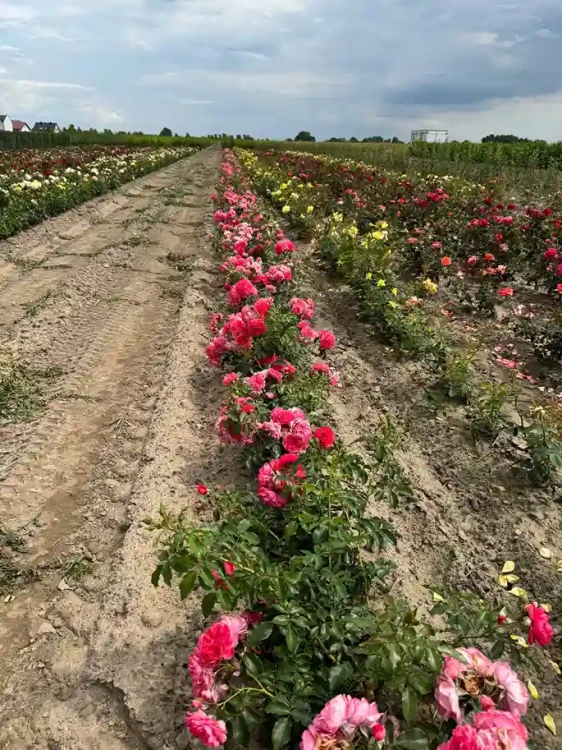 roza-pnaca-rozowa3-floravi.pl