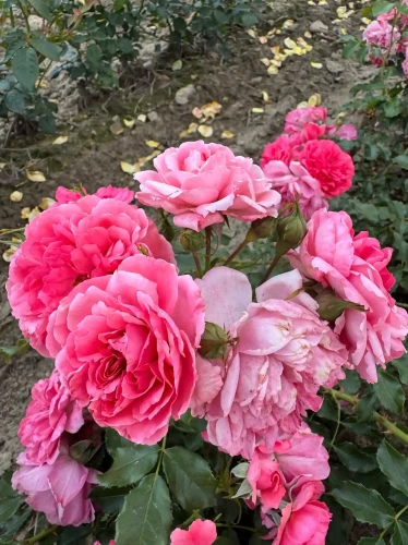 roza-pnaca-rozowa2-floravi.pl