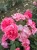 roza-pnaca-rozowa2-floravi.pl