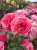 roza-pnaca-rozowa1-floravi.pl