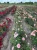 roza-pnaca-jasny-roz3-floravi.pl