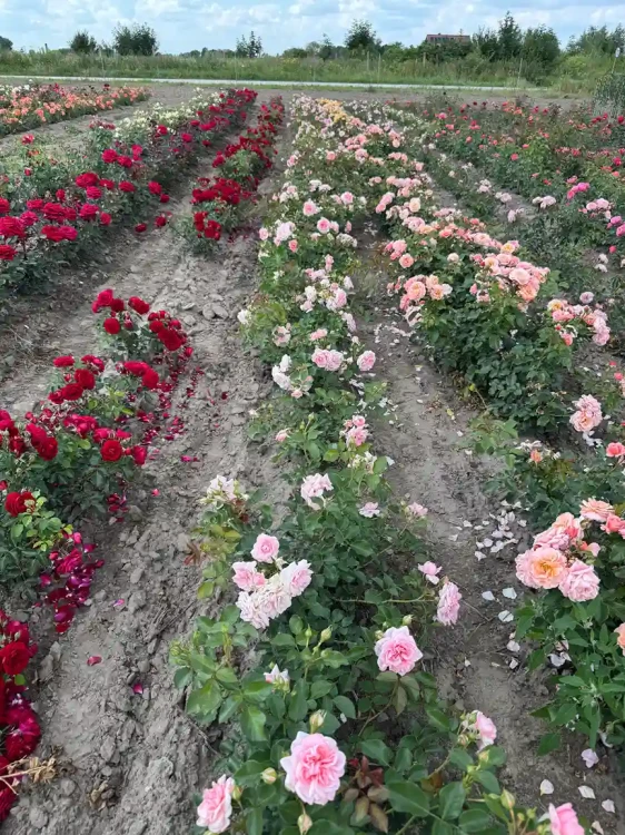 roza-pnaca-jasny-roz3-floravi.pl
