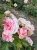 roza-pnaca-jasny-roz2-floravi.pl