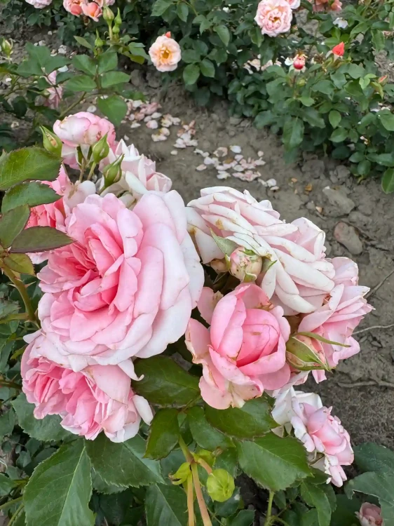 roza-pnaca-jasny-roz2-floravi.pl