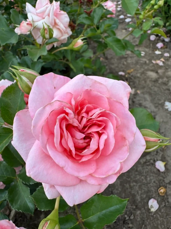 roza-pnaca-jasny-roz1-floravi.pl