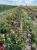 roza-pnaca-czerwono-pomaranczowa3-floravi.pl