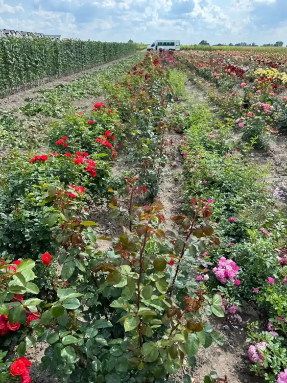 roza-pnaca-czerwono-pomaranczowa3-floravi.pl