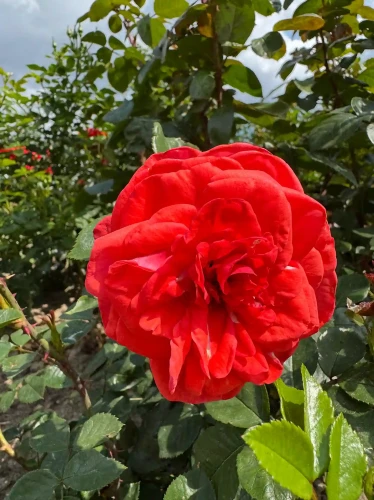 roza-pnaca-czerwono-pomaranczowa2-floravi.pl