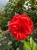 roza-pnaca-czerwono-pomaranczowa2-floravi.pl