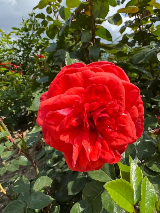 roza-pnaca-czerwono-pomaranczowa2-floravi.pl