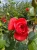 roza-pnaca-czerwono-pomaranczowa1-floravi.pl