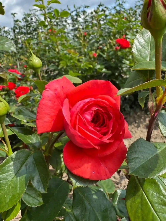 roza-pnaca-czerwono-pomaranczowa1-floravi.pl