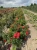 roza-pnaca-czerwona-drobna3-floravi.pl