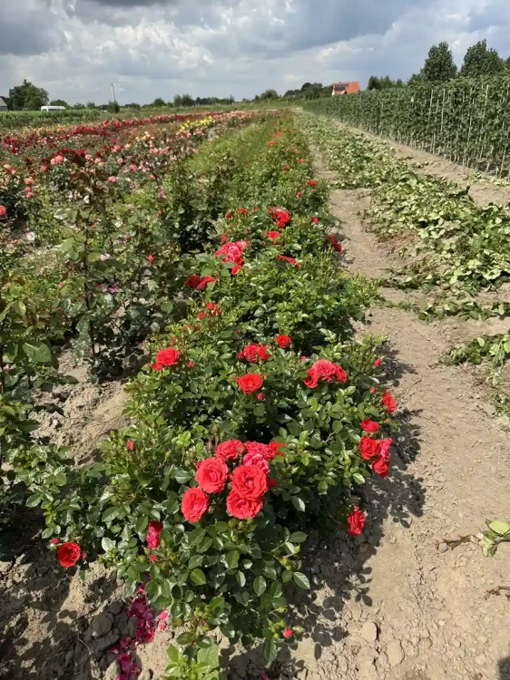 roza-pnaca-czerwona-drobna3-floravi.pl