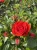 roza-pnaca-czerwona-drobna1-floravi.pl