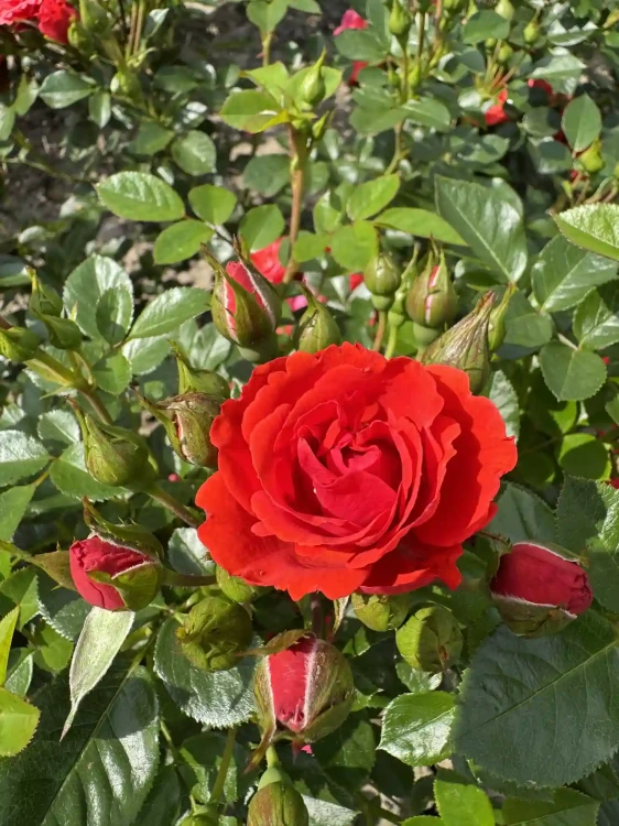 roza-pnaca-czerwona-drobna1-floravi.pl