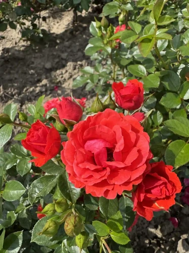 roza-pnaca-czerwona-drobna2-floravi.pl