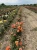 roza-pnaca-pomaranczowa4-floravi.pl