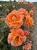 roza-pnaca-pomaranczowa3-floravi.pl