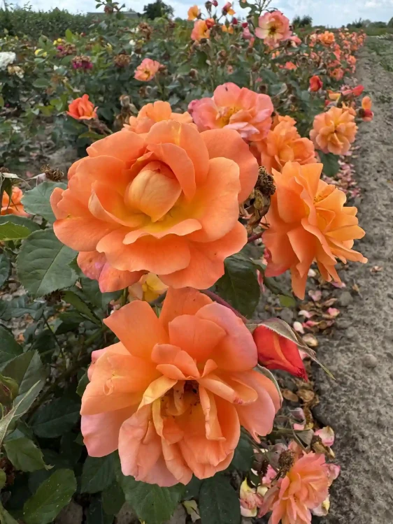 roza-pnaca-pomaranczowa3-floravi.pl