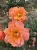 roza-pnaca-pomaranczowa1-floravi.pl