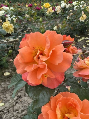 roza-pnaca-pomaranczowa2-floravi.pl