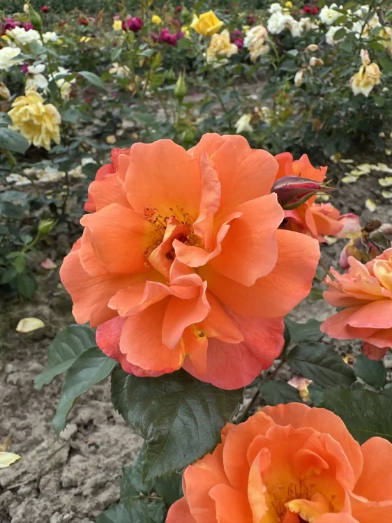 roza-pnaca-pomaranczowa2-floravi.pl