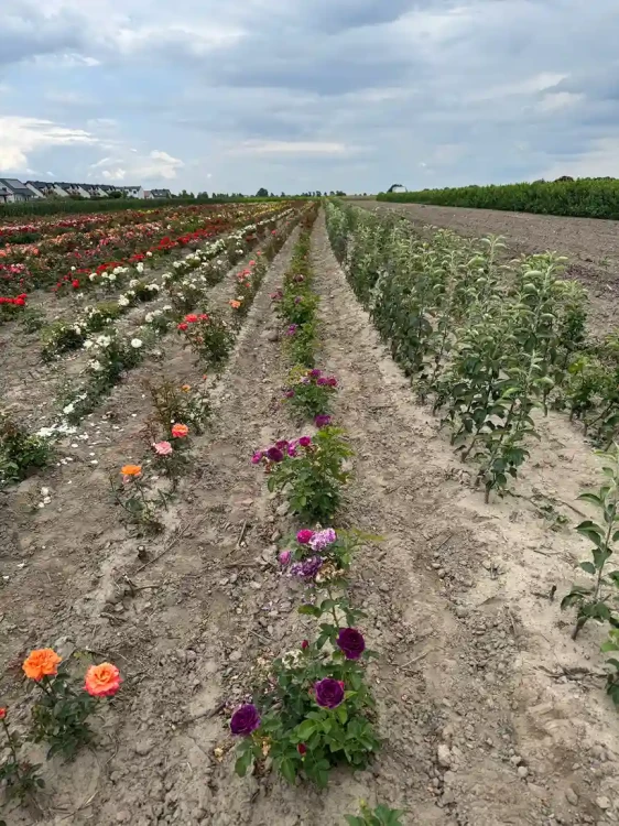 roza-rabatowa-fioletowa-pelny-kwiat4-floravi.pl