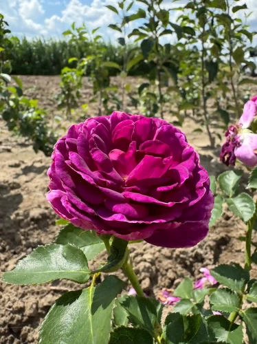 roza-rabatowa-fioletowa-pelny-kwiat1-floravi.pl