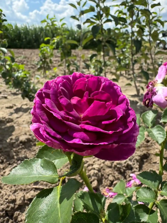 roza-rabatowa-fioletowa-pelny-kwiat1-floravi.pl