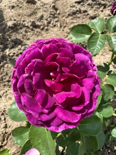 roza-rabatowa-fioletowa-pelny-kwiat2-floravi.pl