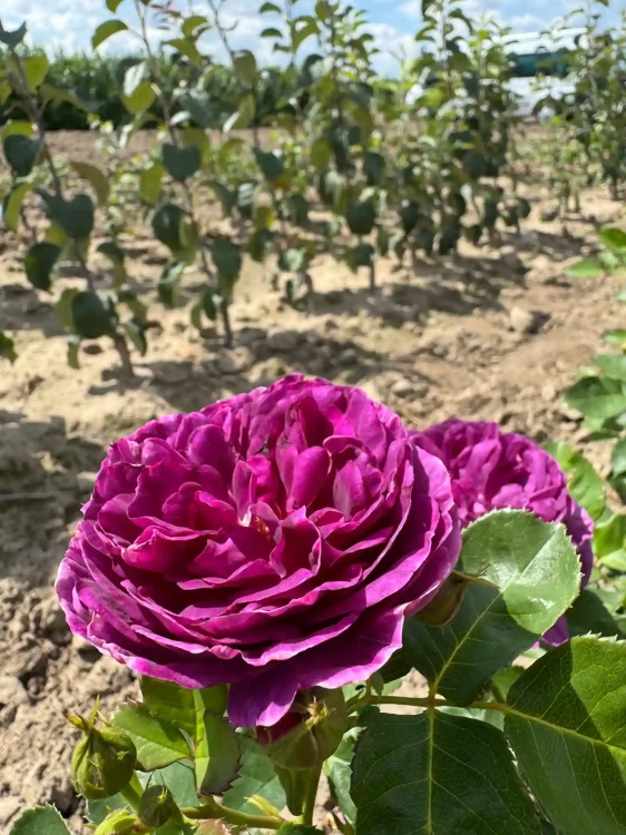 roza-rabatowa-fioletowa-pelny-kwiat3-floravi.pl