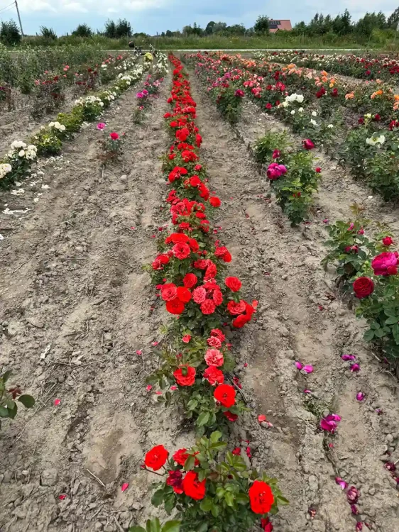 roza-rabatowa-intensywnie-czerwona4-floravi.pl