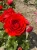 roza-rabatowa-intensywnie-czerwona1-floravi.pl