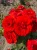 roza-rabatowa-intensywnie-czerwona3-floravi.pl