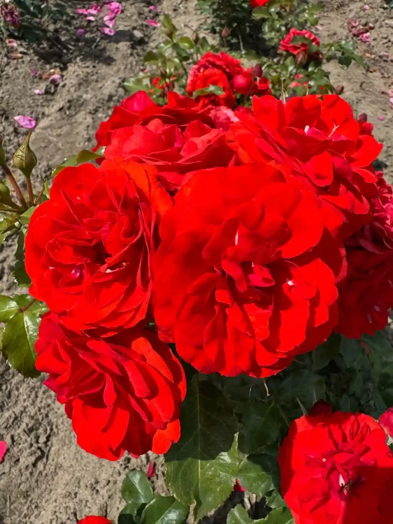 roza-rabatowa-intensywnie-czerwona3-floravi.pl