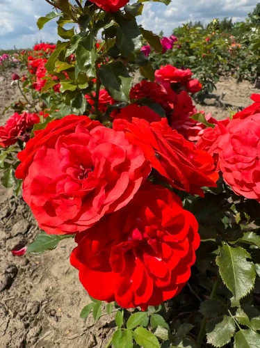 roza-rabatowa-intensywnie-czerwona2-floravi.pl