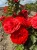 roza-rabatowa-intensywnie-czerwona2-floravi.pl