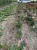 roza-rabatowa-bordowo-rozowa-pasiasta3-floravi.pl