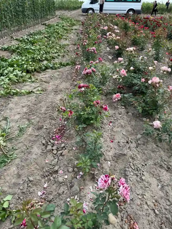 roza-rabatowa-bordowo-rozowa-pasiasta3-floravi.pl