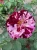roza-rabatowa-bordowo-rozowa-pasiasta1-floravi.pl