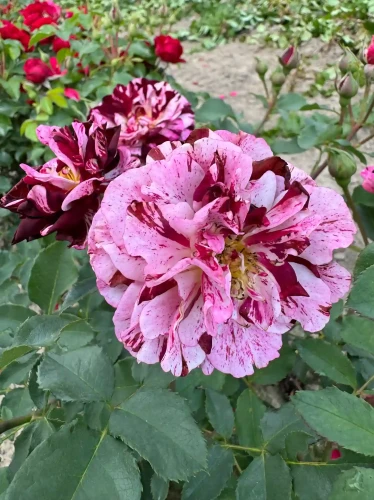 roza-rabatowa-bordowo-rozowa-pasiasta2-floravi.pl