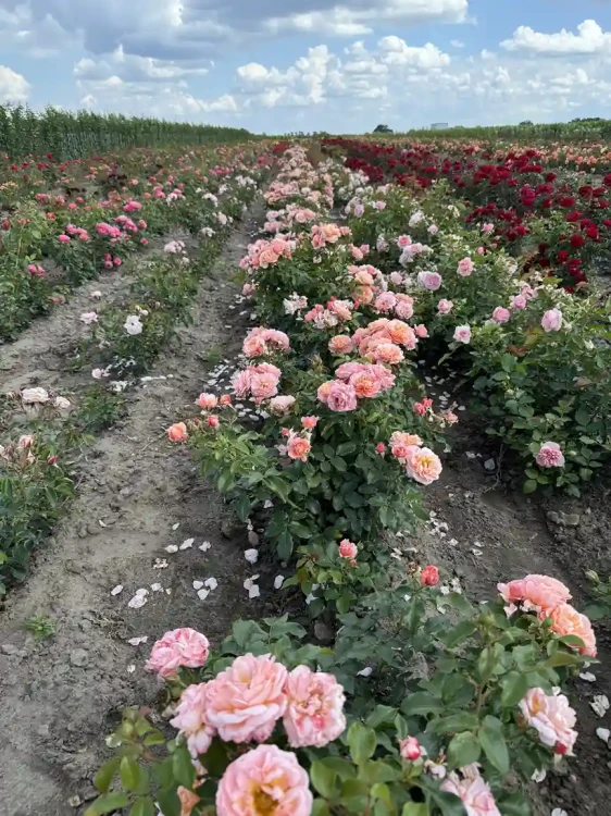 roza-rabatowa-morelowo-rozowa3-floravi.pl