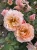 roza-rabatowa-morelowo-rozowa2-floravi.pl